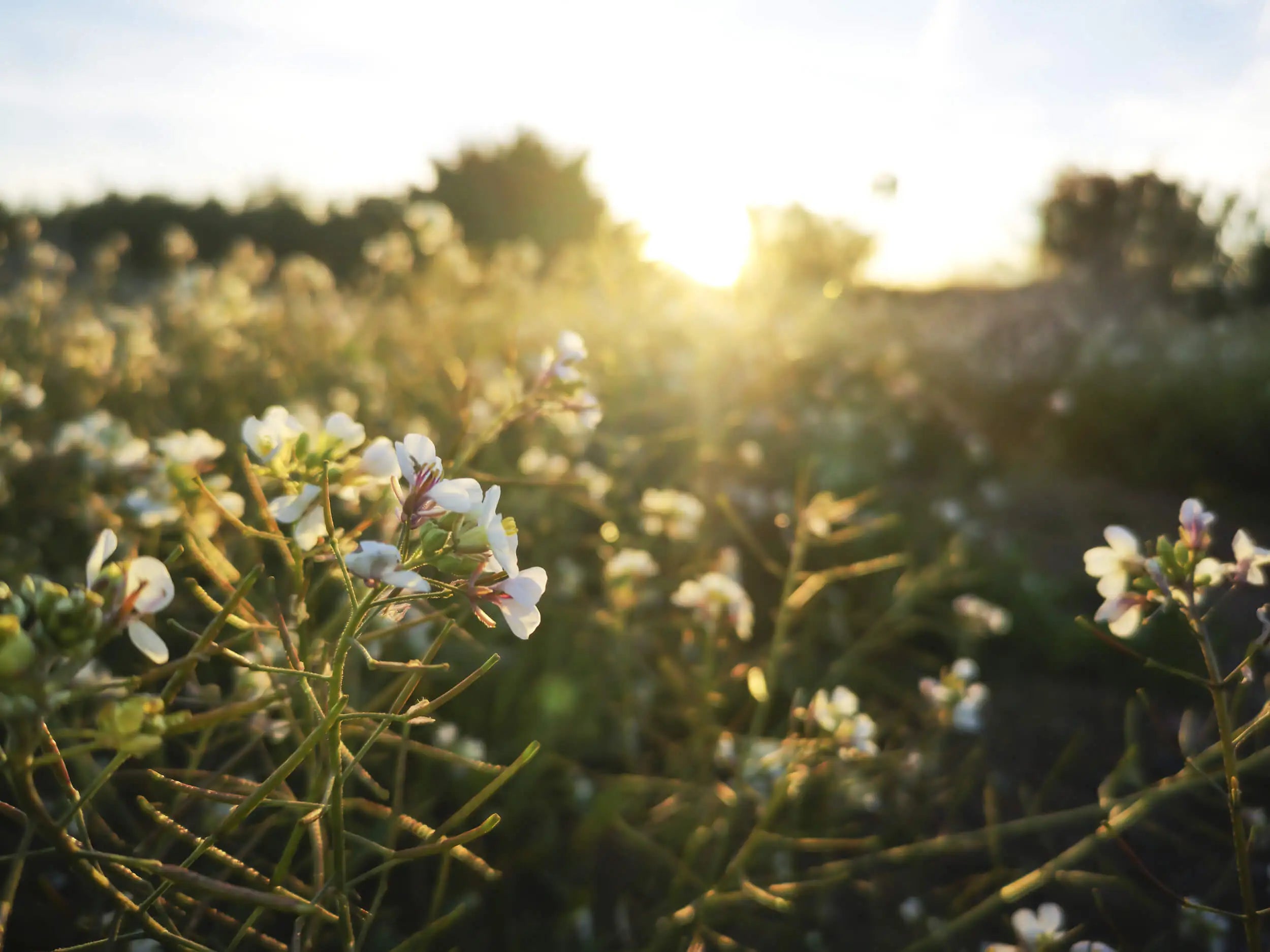 Blommor på en äng i kvällssol